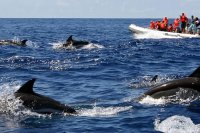 dolfijnen spotten in de Algarve